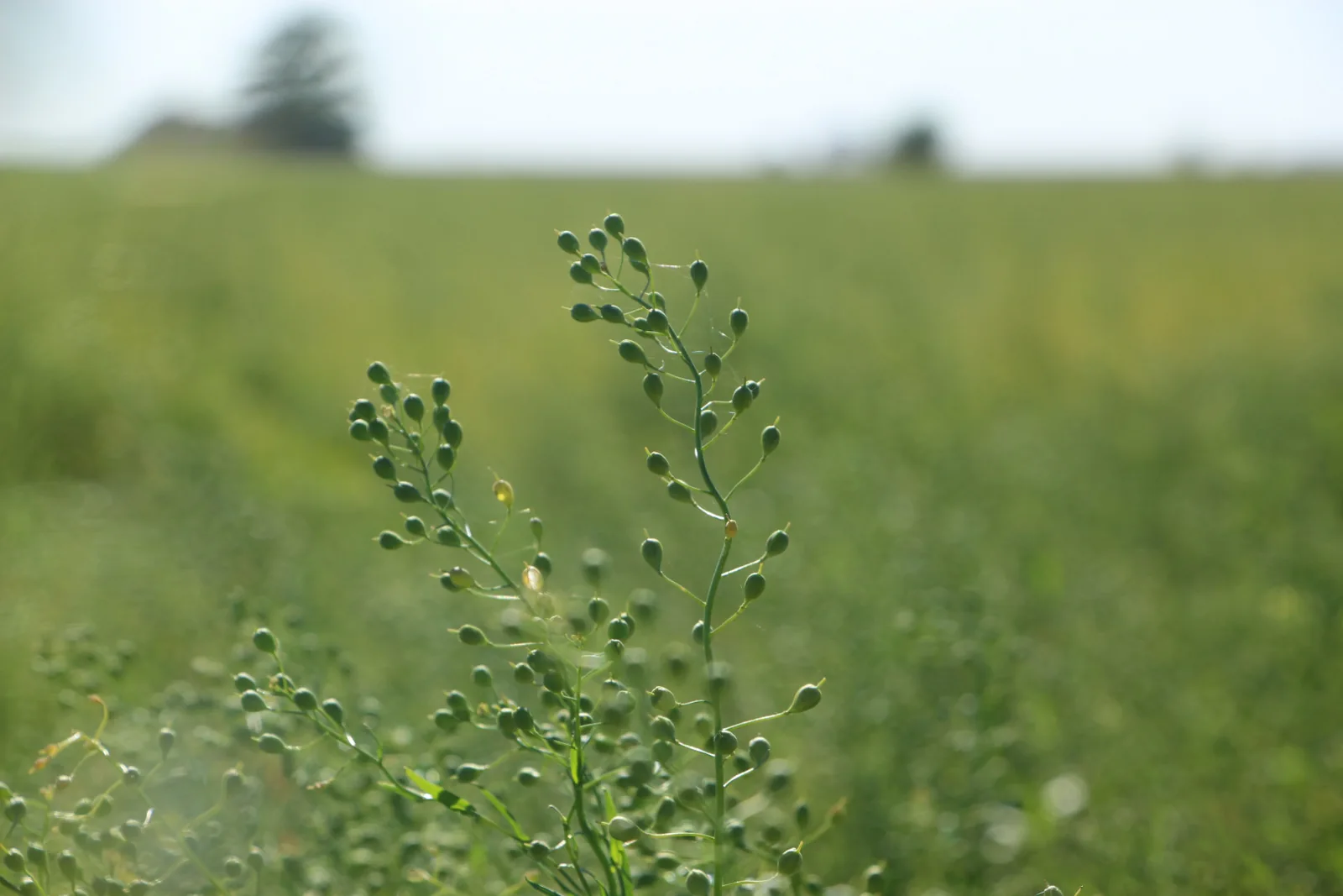 Planta de camelina en un cultivo.